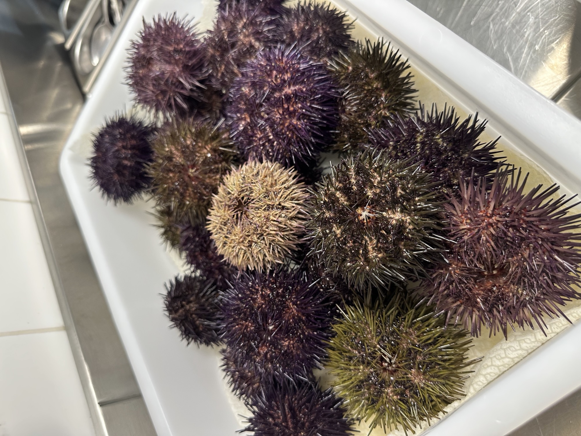 Ouriços-do-mar frescos, produto usado nos menus